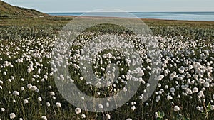 View of sheathed cottonsedges on marsh of Yamal peninsula. Variety of nature in northen part of Russia.