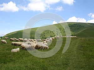 View of sheep farm