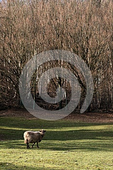 View of a sheep that grazes on a green meadow in the forest