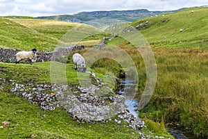A view of sheep grazing beside a brook in the Yorkshire Dales close to Malham, Yorkshire