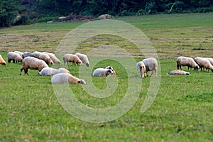 View of sheep herd peacefully grazing green grass in the meadow