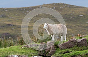 View of a sheep on the North Coast 500 circular road around Scotland. Photo taken between Polbain and Lochinver. photo