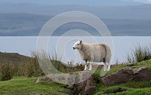 View of a sheep on the North Coast 500 circular road around Scotland. Photo taken between Polbain and Lochinver. photo