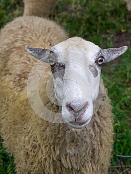 View of a sheep`s head and body.