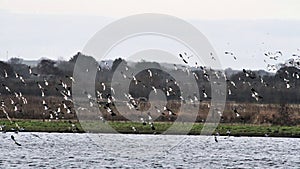 A view of  Shelducks in flight