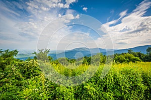 View of the Shenandoah Valley and Blue Ridge from Skyline Drive, in Shenandoah National Park, Virginia.