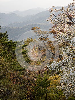 View of Shikoku mountains with wild blooming cherry trees from the top of Mount Bizan