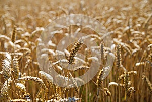 View into shiny wheat field in the early morning sun - Germany