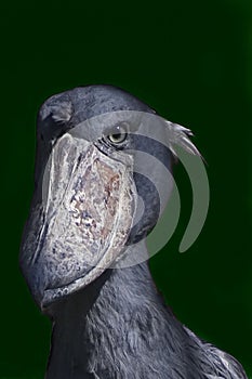 View of a Shoebill, Balaeniceps rex, close up