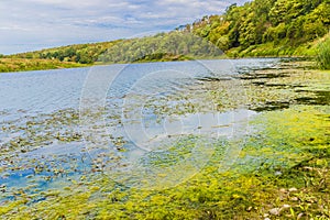 View of the shore with algae and frog spawn from the river Maas with trees in the background