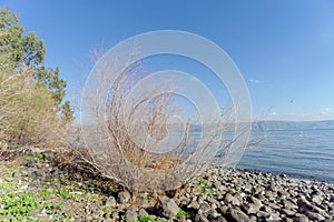 View of the shores of the Sea of Galilee near the Capernaum