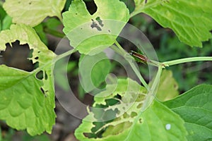 View of a short winged meadow katydid grasshopper facing away on a stem