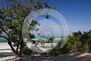 View through shrubbery towards the sea and a white sand beach