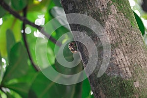 View from the side of a cicada shell attached to a tree branch