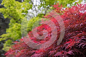 View on a side of deep red Inaba shidare weeping Japanese maple tree