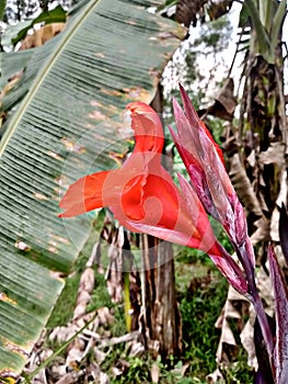 View from the side of red Kana flower plants or Canna indica