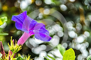 View of the side of a violet bell flower