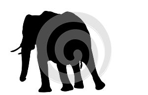 View on the silhouette of an african elephant