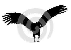 View on the silhouette of a african vulture