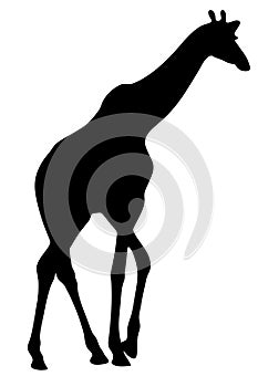 View on the silhouette of a giraffe