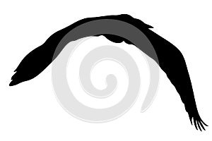 View on the silhouette of a gray heron