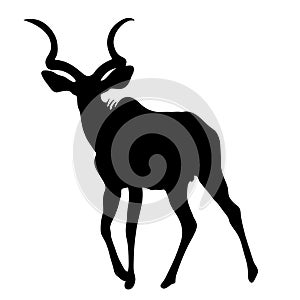 View on the silhouette of a greater kudu photo