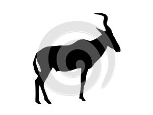View on the silhouette of a red hartebeest