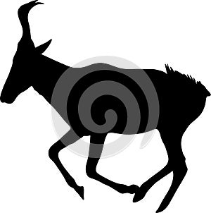 View on the silhouette of a red hartebeest