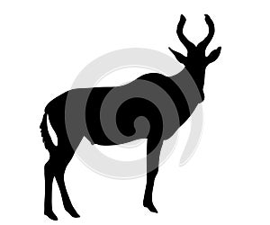 View on the silhouette of a red hartebeest