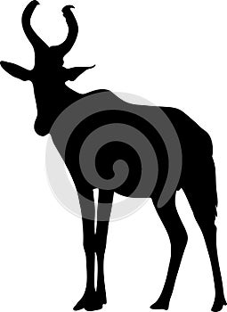 View on the silhouette of a red hartebeest