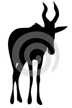 View on the silhouette of a red hartebeest