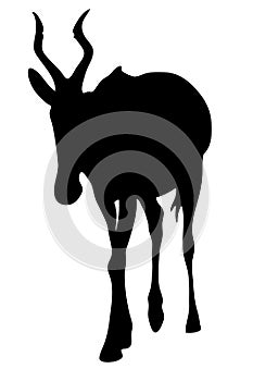 View on the silhouette of a red hartebeest