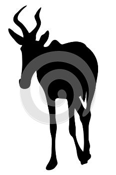 View on the silhouette of a red hartebeest