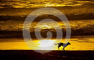 View on  silhouette of running dog along water on beach with golden yellow glowing background during sunset