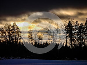 View of siluette trees on field during evening