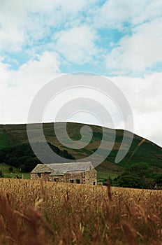 View on a single countryhouse in a wheat field