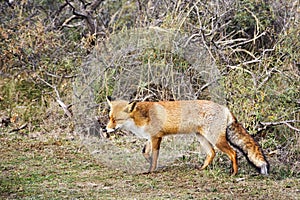 View on a single fox walking in the Dutch Waterleidingduinen near the capital Amsterdam in the Netherlands