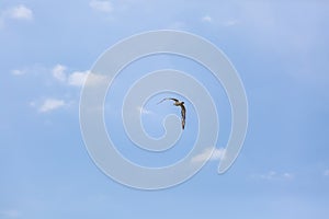 View of single seagull flying on blue sky