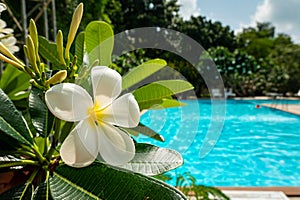view single white Frangipani Temple Tree Flower On Green Leaves Natural Background. Plumeria against the background of a blue pool