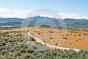 View of Skilpad in the Namaqua National Park