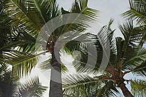 View of the sky through the branches of palm trees