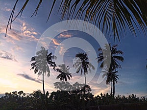 view of the sky and coconut trees in the afternoon