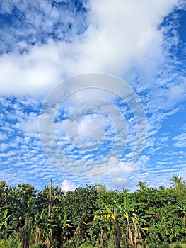 View of the sky during the day with a banana plantation