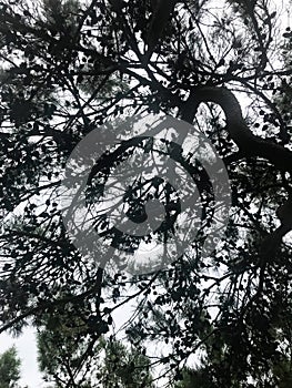 View on the sky through the evergreen tree