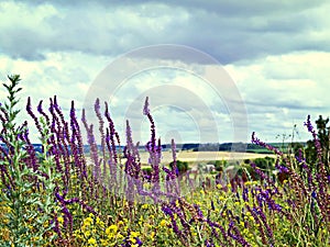 View the sky through the green grass with pink flowers