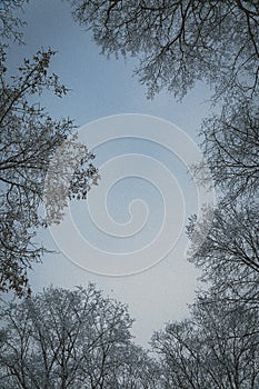 View of the sky in a snowy forest