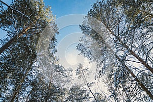 View of the sky in a snowy forest