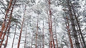 A view on sky in snowy forest. Tall spruce trees covered with snow in frosty winter landscape. Christmas background with fir tree.