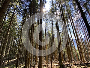 View of the sky and sun through the branches of trees in early spring from the Eigental alpine valley, Eigenthal