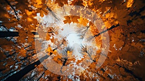 A view of the sky through a tree canopy in autumn, AI